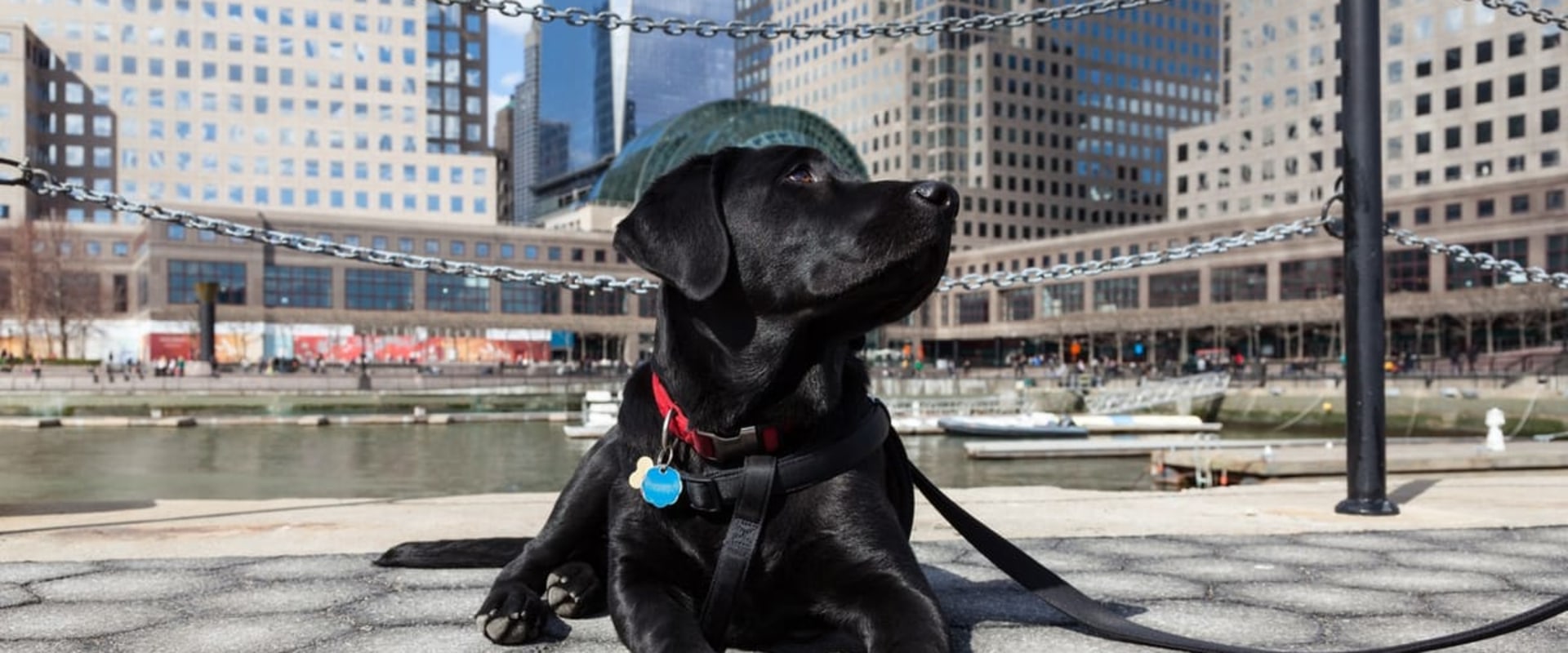 Exploring Pet-Friendly Neighborhoods in Brooklyn, NY