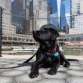 Exploring Pet-Friendly Neighborhoods in Brooklyn, NY