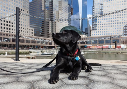 Exploring Pet-Friendly Neighborhoods in Brooklyn, NY