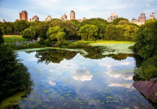 Exploring the Best Nature and Wildlife Views in Brooklyn, NY